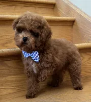Tiny Mochi AKC, a male Poodle - Toy  for sale in Monee, IL – 4 of 7