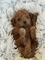 Preston, a male Poodle - Toy  and Miniature Goldendoodle for sale in Monee, IL – 4 of 4