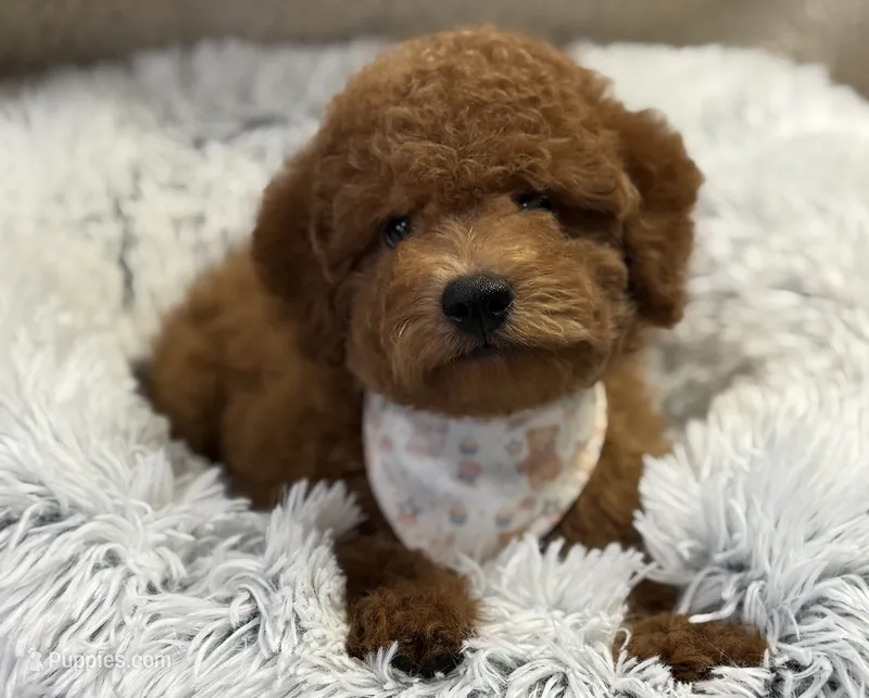 Preston – Poodle - Toy , Miniature Goldendoodle puppy for sale in Monee, IL