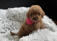 Kara, a female Cavapoo and Poodle - Toy  for sale in Monee, IL – 4 of 6