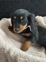 Greta AKC, a female Miniature Dachshund for sale in Monee, IL – Photo 4 of 5