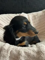 Greta AKC, a female Miniature Dachshund for sale in Monee, IL – Photo 5 of 5