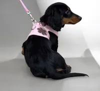 Greta AKC, a female Miniature Dachshund for sale in Monee, IL – Photo 3 of 4