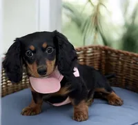 Greta AKC, a female Miniature Dachshund for sale in Monee, IL – Photo 1 of 4