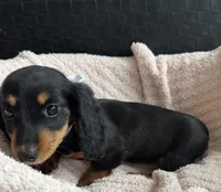 Greta AKC, a female Miniature Dachshund for sale in Monee, IL – Photo 3 of 5