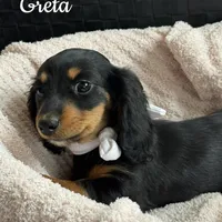Greta AKC, a female Miniature Dachshund for sale in Monee, IL – Photo 4 of 4