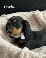 Greta AKC, a female Miniature Dachshund for sale in Monee, IL – Photo 1 of 5