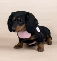 Greta AKC, a female Miniature Dachshund for sale in Monee, IL – Photo 2 of 4