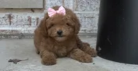 Pixie, a female Poodle - Toy  and Miniature Goldendoodle for sale in Monee, IL – 5 of 5