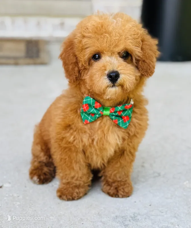 Roman AKC – Poodle - Toy  puppy for sale in Monee, IL