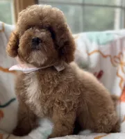 Pico Toy, a male Poodle - Toy  for sale in Monee, IL – 4 of 6