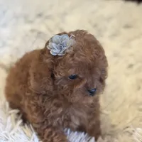 Teacup Kelly, a female Cavapoo and Poodle - Toy  for sale in Monee, IL – Photo 3 of 5