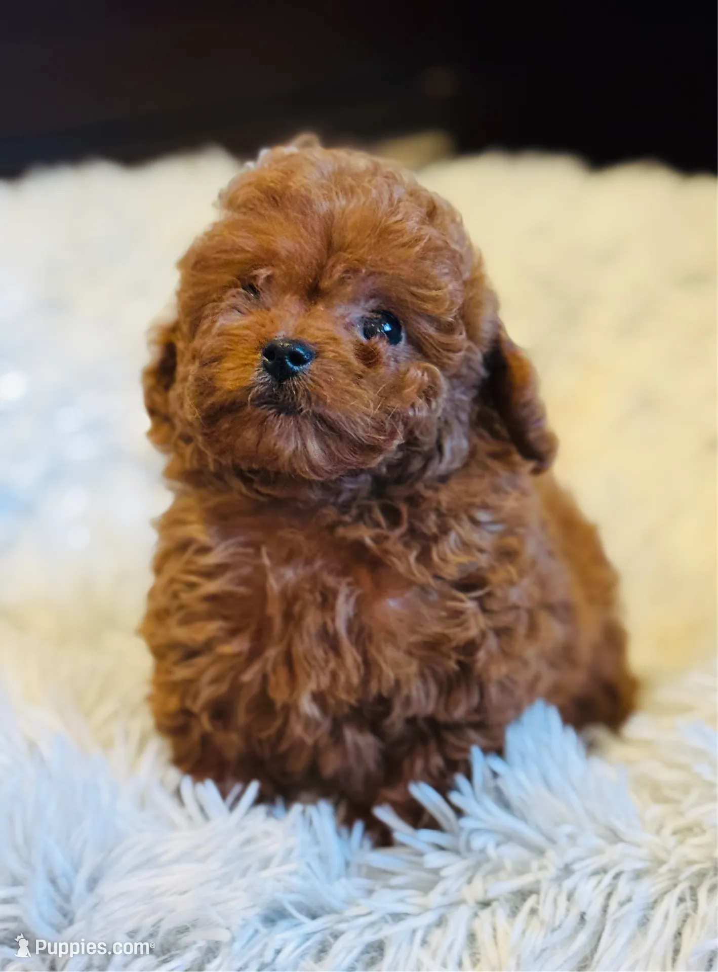 Teacup Kelly, a female Cavapoo and Poodle - Toy  for sale in Monee, IL – Photo 2 of 5