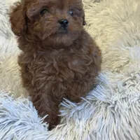 Teacup Kelly, a female Cavapoo and Poodle - Toy  for sale in Monee, IL – Photo 5 of 5
