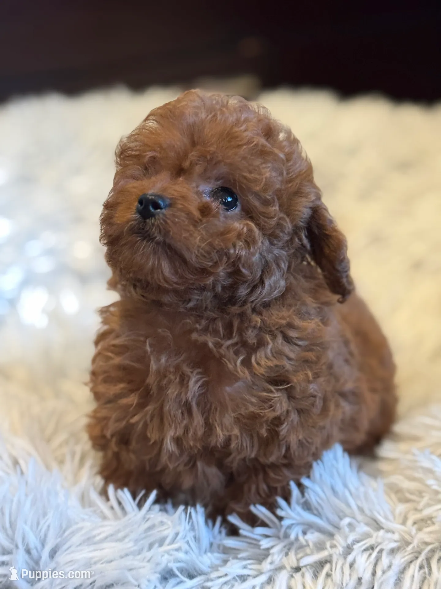 Teacup Kelly, a female Cavapoo and Poodle - Toy  for sale in Monee, IL – Photo 4 of 5