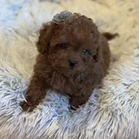 Teacup Kelly, a female Cavapoo and Poodle - Toy  for sale in Monee, IL – Photo 1 of 5