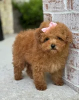 Rose AKC, a female Poodle - Toy  for sale in Monee, IL – 4 of 5