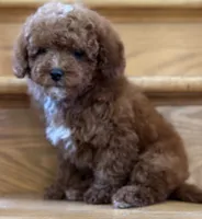 August AKC, a male Poodle - Toy  for sale in Monee, IL – 3 of 4