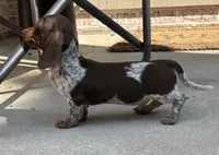 Sebastian , a male Miniature Dachshund for sale in Monee, IL – 5 of 6