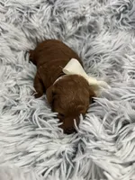 Tiny babies, a female Poodle - Toy  for sale in Monee, IL – 8 of 8
