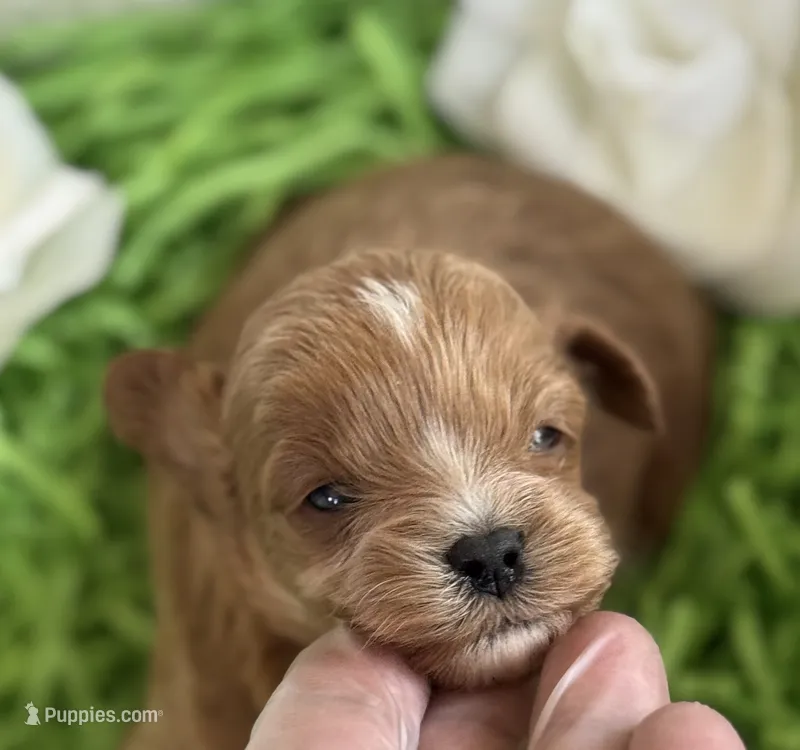 Klover – Cavapoo, Poodle - Toy  puppy for sale in Monee, IL