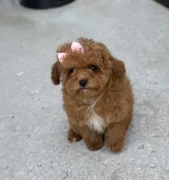 Lilly AKC, a female Poodle - Toy  for sale in Monee, IL – 5 of 5