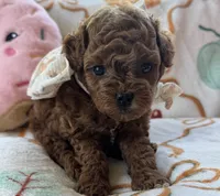 Tulip AKC Tiny Toy, a female Poodle - Toy  for sale in Monee, IL – 2 of 6