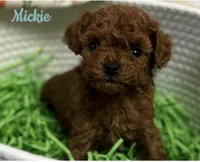 Mickie AKC, a male Poodle - Toy  for sale in Monee, IL – Photo 1 of 6