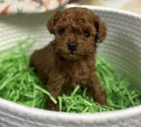 Mickie AKC, a male Poodle - Toy  for sale in Monee, IL – Photo 6 of 6