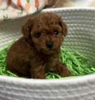 Mickie AKC, a male Poodle - Toy  for sale in Monee, IL – Photo 4 of 6