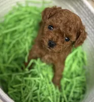 Mickie AKC, a male Poodle - Toy  for sale in Monee, IL – Photo 5 of 6
