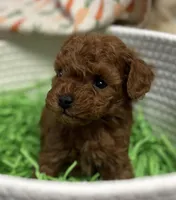 Mickie AKC, a male Poodle - Toy  for sale in Monee, IL – Photo 3 of 6