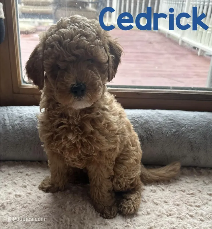 Cedrick 