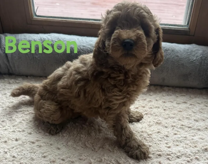 Benson