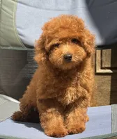 Oakley AKC, a male Poodle - Toy  for sale in Monee, IL – 3 of 5