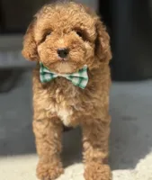 Pierre, a male Poodle - Toy  and Miniature Goldendoodle for sale in Monee, IL – 5 of 5