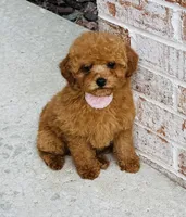 Ava AKC, a female Poodle - Toy  for sale in Monee, IL – 3 of 4