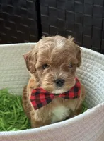 Klover Tiny, a male Cavapoo and Poodle - Toy  for sale in Monee, IL – 6 of 6