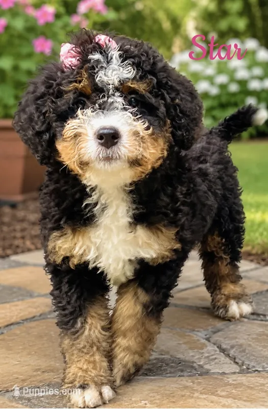 Star  – Poodle - Miniature , Miniature Bernedoodle puppy for sale in Monee, IL