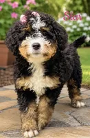 Star , a female Poodle - Miniature  and Miniature Bernedoodle for sale in Monee, IL – 2 of 3