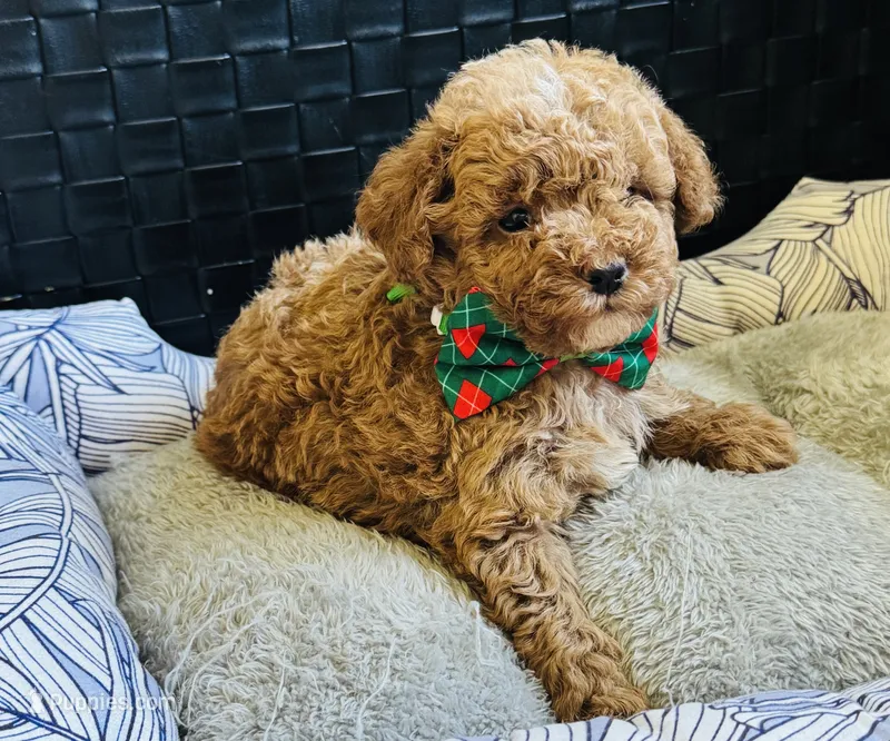 Pierre – Poodle - Toy , Miniature Goldendoodle puppy for sale in Monee, IL
