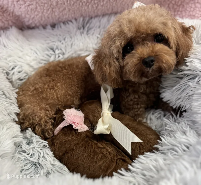 Tiny babies – Poodle - Toy  puppy for sale in Monee, IL
