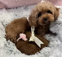 Tiny babies, a female Poodle - Toy  for sale in Monee, IL – 3 of 8