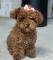 Kisses AKC, a female Poodle - Toy  for sale in Monee, IL – 2 of 5
