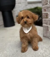 Ollie AKC, a male Poodle - Toy  for sale in Monee, IL – 2 of 6
