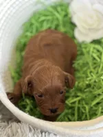 Kenzo, a male Cavapoo and Poodle - Toy  for sale in Monee, IL – 2 of 4