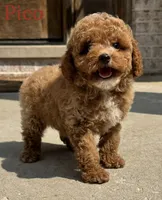 Pico , a male Poodle - Toy  for sale in Monee, IL – 1 of 6