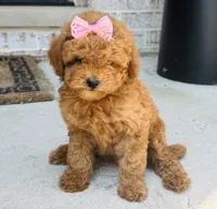 Pixie, a female Poodle - Toy  and Miniature Goldendoodle for sale in Monee, IL – 2 of 5