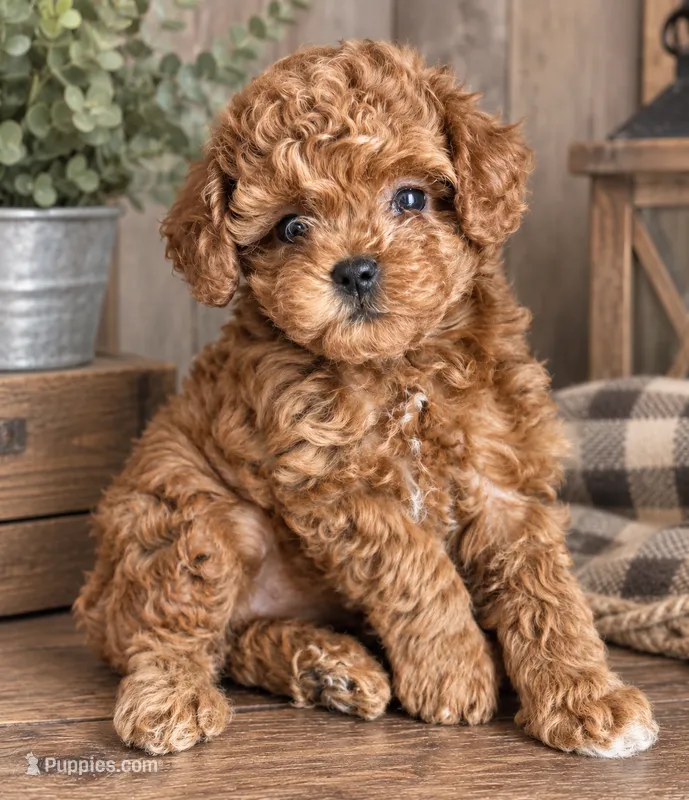 Tulip AKC – Poodle - Toy  puppy for sale in Monee, IL