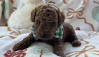 Tater AKC Tiny Toy, a male Poodle - Toy  for sale in Monee, IL – 5 of 6